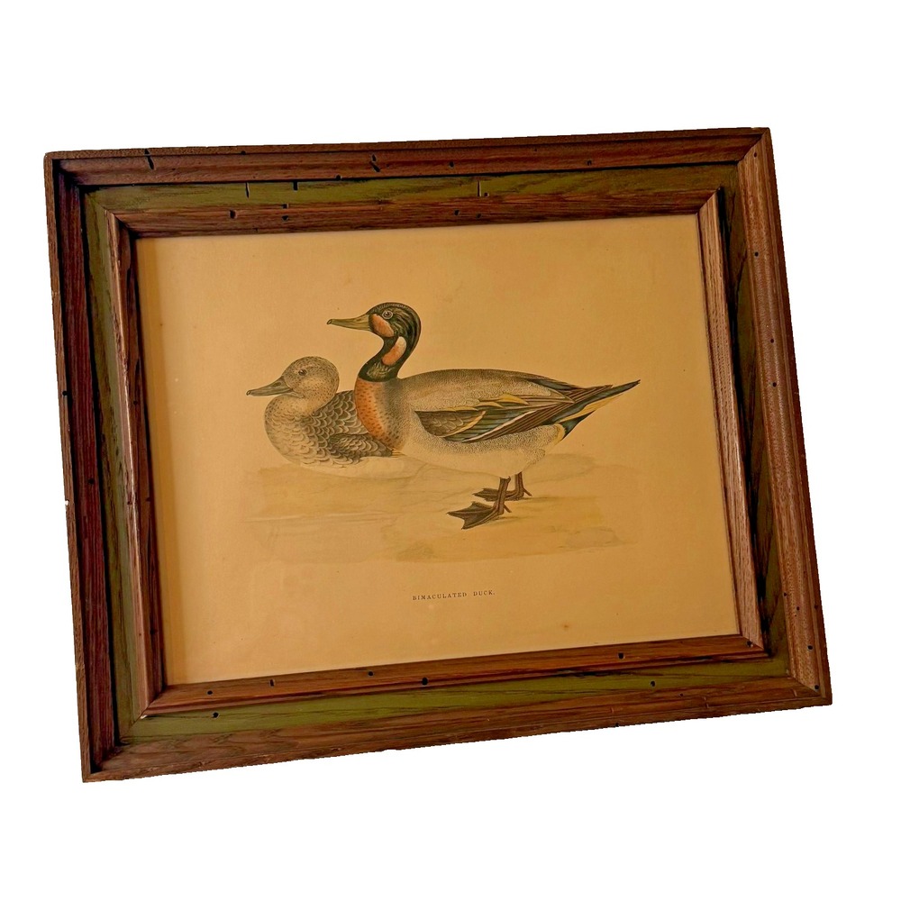 Vintage Fausett Bimaculated Duck Print Framed Waterfowl GDA Fine Arts NY